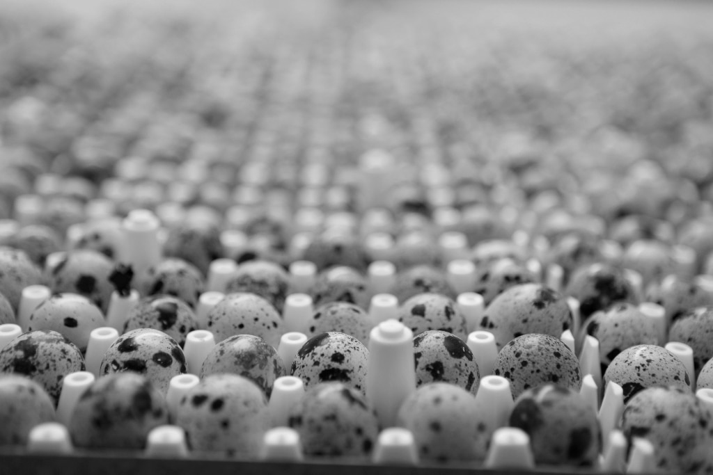 quail eggs black and white